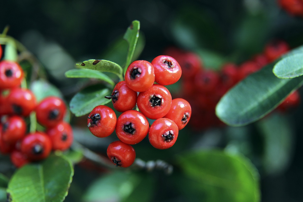 东体：国安提前一周飞抵苏州，3000球迷助威；决赛无高额奖金